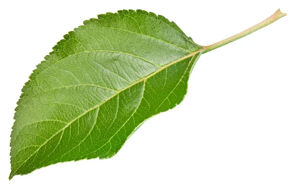 Hoja Manzana Aislada Sobre Fondo Blanco Hoja Manzana Con Camino — Foto de Stock