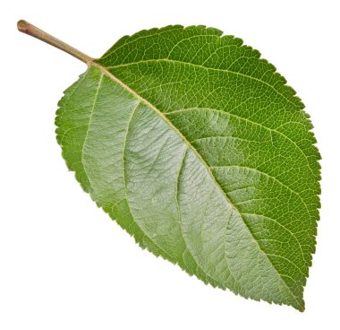 Elma yaprağı beyaz bir arkaplanda izole edilmiş. Kesme yolu olan yaprak elması. Görüntü yığını tam derinlikteki alan makro görüntüsü