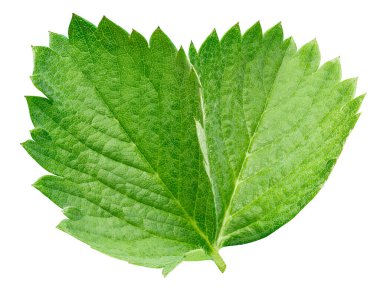 Beyaz arka planda yalıtılmış çilek yaprağı. Kırpma yolu olan bir çilek yaprağı. Görüntü yığını tam derinlikteki alan makro görüntüsü