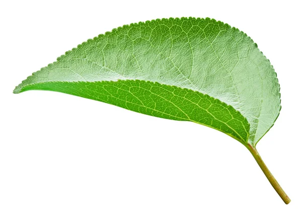 Hoja Albaricoque Aislada Sobre Fondo Blanco Albaricoque Hoja Con Camino — Foto de Stock