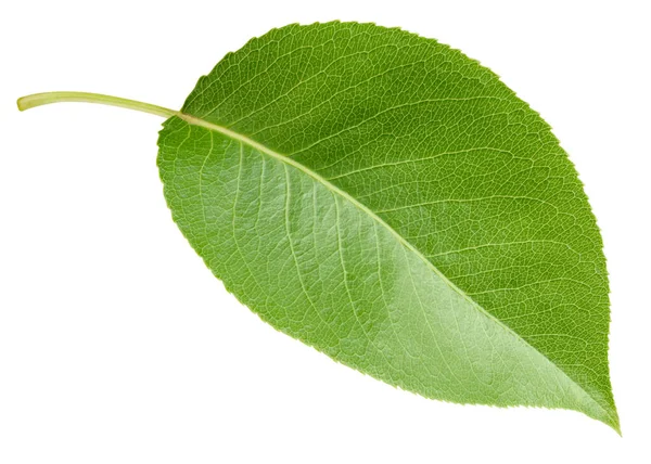 Pear Leaf Isolated White Background Leaf Pear Clipping Path Image — Stock Photo, Image