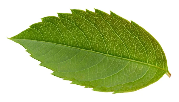 Hoja Nuez Aislada Sobre Fondo Blanco Hoja Almendra Pistacho Cacahuetes —  Fotos de Stock