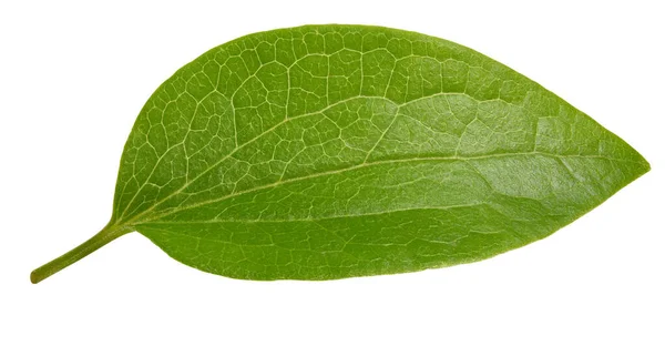 Hoja Nuez Aislada Sobre Fondo Blanco Hoja Almendra Pistacho Cacahuetes — Foto de Stock