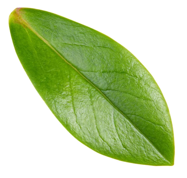 Hoja Nuez Aislada Sobre Fondo Blanco Hoja Almendra Pistacho Cacahuetes —  Fotos de Stock