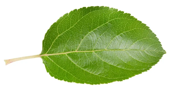 Feuille Pomme Isolée Sur Fond Blanc Pomme Feuilles Avec Chemin — Photo