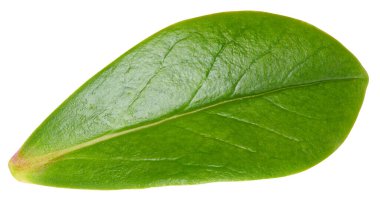 Beyaz arka planda fındık yaprağı izole edilmiş. Yaprak badem, şam fıstığı, kesilmiş fıstık. Görüntü yığını tam derinlikteki alan makro görüntüsü