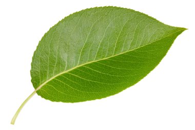 Armut yaprağı beyaz arka planda izole edilmiş. Kırpılmış yapraklı armut. Görüntü yığını tam derinlikteki alan makro görüntüsü