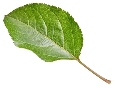 Elma yaprağı beyaz bir arkaplanda izole edilmiş. Kesme yolu olan yaprak elması. Görüntü yığını tam derinlikteki alan makro görüntüsü