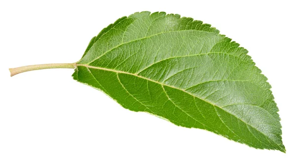 Hoja Manzana Aislada Sobre Fondo Blanco Hoja Manzana Con Camino — Foto de Stock