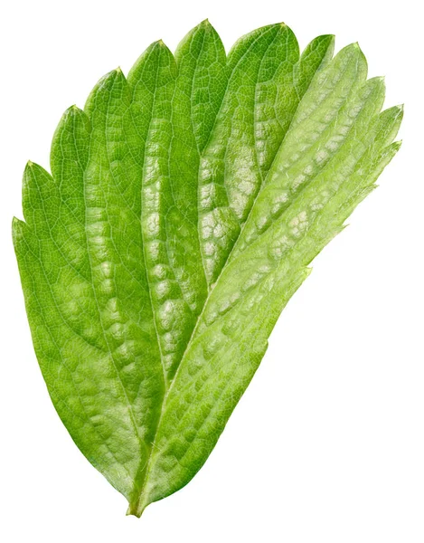 Feuille Fraise Isolée Sur Fond Blanc Feuille Fraise Avec Chemin — Photo