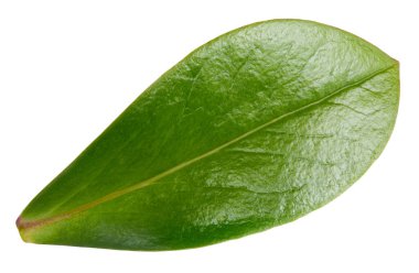 Beyaz arka planda fındık yaprağı izole edilmiş. Yaprak badem, şam fıstığı, kesilmiş fıstık. Görüntü yığını tam derinlikteki alan makro görüntüsü