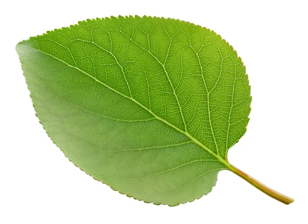 Hoja Albaricoque Aislada Sobre Fondo Blanco Albaricoque Hoja Con Camino — Foto de Stock