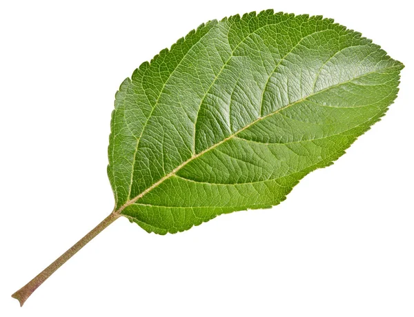 Hoja Manzana Aislada Sobre Fondo Blanco Hoja Manzana Con Camino — Foto de Stock