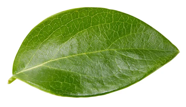 Nut Leaf Isolated White Background Leaf Almond Pistachio Peanuts Clipping — Stock Photo, Image