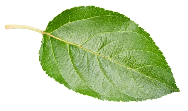 Feuille Pomme Isolée Sur Fond Blanc Pomme Feuilles Avec Chemin — Photo