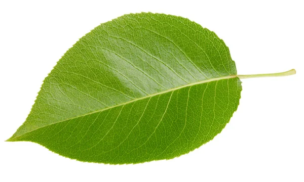 Pear leaf isolated on a white background — Φωτογραφία Αρχείου