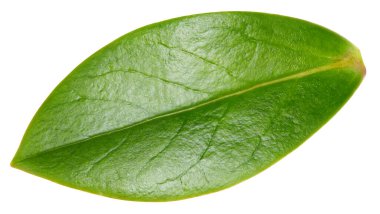 Beyaz arkaplanda yalıtılmış fındık yaprağı