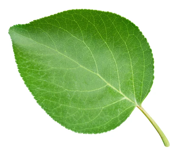 Apricot leaf isolated on a white background — Stock Photo, Image