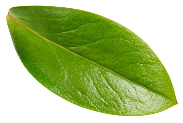 흰 배경에 분리 된 너트 잎 — 스톡 사진