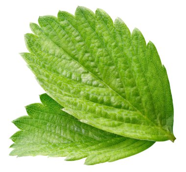 Beyaz arkaplanda yalıtılmış çilek yaprağı