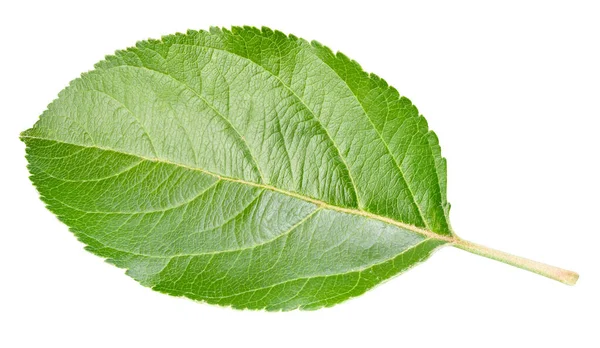 Apple leaf isolated on a white background — Φωτογραφία Αρχείου