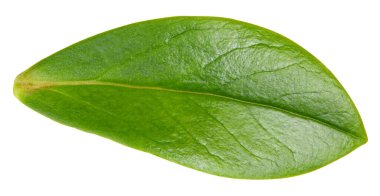 Beyaz arka planda fındık yaprağı izole edilmiş. Yaprak badem, şam fıstığı, kesilmiş fıstık. Görüntü yığını tam derinlikteki alan makro görüntüsü