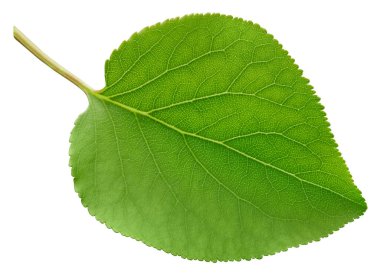 Kayısı yaprağı beyaz bir arkaplanda izole edilmiş. Kesme yolu olan bir yaprak kayısı. Görüntü yığını tam derinlikteki alan makro görüntüsü