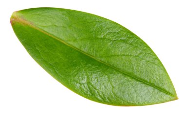 Beyaz arka planda fındık yaprağı izole edilmiş. Yaprak badem, şam fıstığı, kesilmiş fıstık. Görüntü yığını tam derinlikteki alan makro görüntüsü