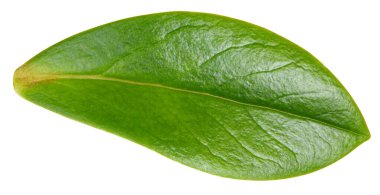 Beyaz arka planda fındık yaprağı izole edilmiş. Yaprak badem, şam fıstığı, kesilmiş fıstık. Görüntü yığını tam derinlikteki alan makro görüntüsü