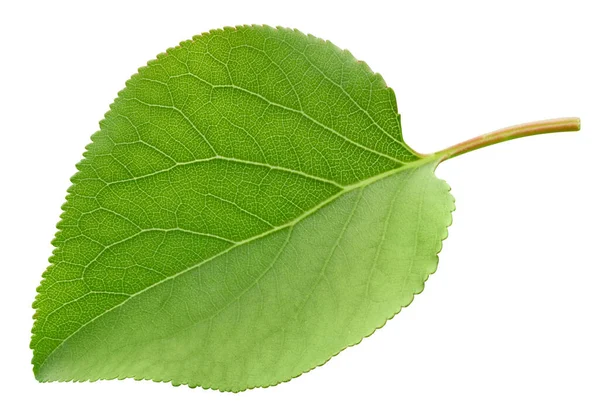 Hoja Albaricoque Aislada Sobre Fondo Blanco Albaricoque Hoja Con Camino — Foto de Stock