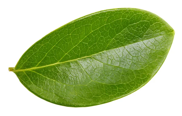 Feuille Noix Isolée Sur Fond Blanc Feuille Amande Pistache Cacahuètes — Photo