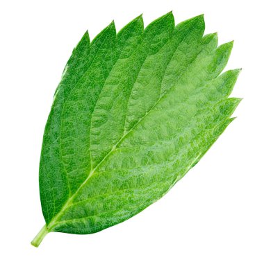 Beyaz arka planda yalıtılmış çilek yaprağı. Kırpma yolu olan bir çilek yaprağı. Görüntü yığını tam derinlikteki alan makro görüntüsü