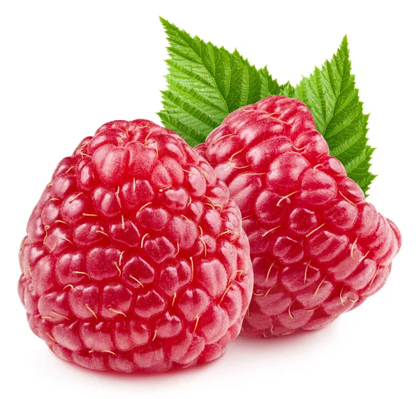 Isolated Raspberry Leaves Fresh Organic Raspberry Leaves Isolated Clipping Path — Stock Photo, Image