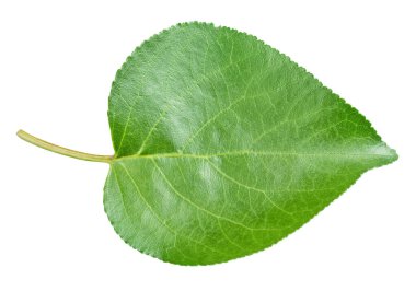 Kayısı yaprağı beyaz bir arkaplanda izole edilmiş. Kesme yolu olan bir yaprak kayısı. Görüntü yığını tam derinlikteki alan makro görüntüsü