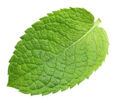 Yeşil nane yaprağı beyaza izole edilmiş. Taze nane yaprağı. Nane şekeri kesme yolu. Tam alan derinliği