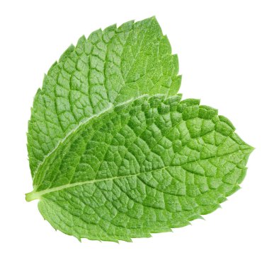 Yeşil nane yaprağı beyaza izole edilmiş. Taze nane yaprağı. Nane şekeri kesme yolu. Tam alan derinliği.