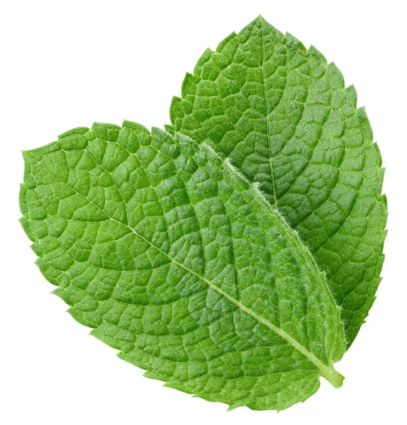 Πράσινο φύλλο πιπεριού μέντας απομονωμένο σε λευκό — Φωτογραφία Αρχείου