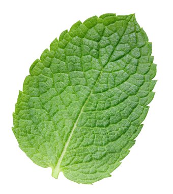 Beyaz arkaplanda izole edilmiş taze nane yaprakları