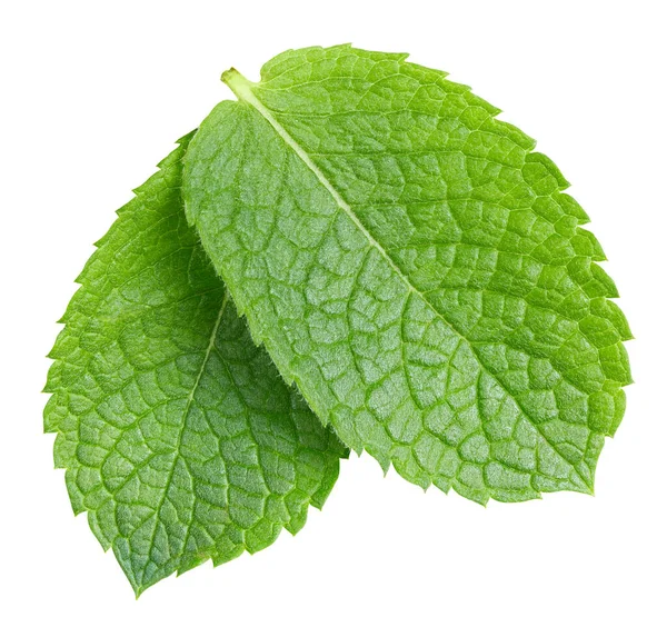 Grön mynta peppar blad isolerad på vit — Stockfoto