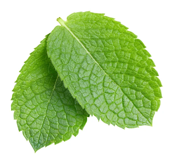 Hoja de menta verde pimienta aislada en blanco —  Fotos de Stock