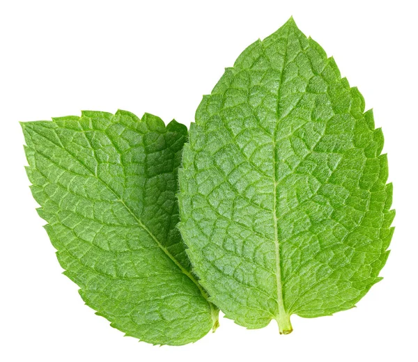 Feuille de menthe verte isolée sur blanc — Photo