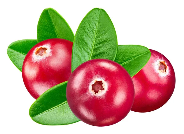 Arándano Aislado Sobre Fondo Blanco Fotografía Del Macroestudio Cranberry Arándano — Foto de Stock