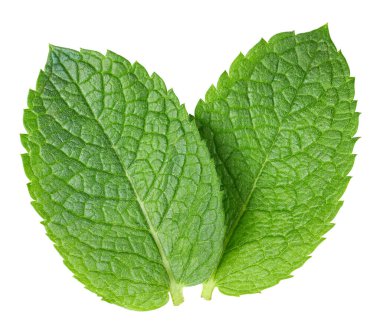 Yeşil nane yaprağı beyaza izole edilmiş. Taze nane yaprağı. Nane şekeri kesme yolu. Tam alan derinliği