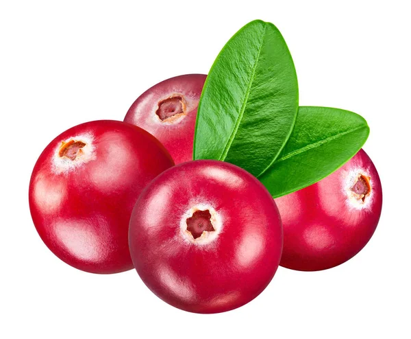 Isolated Cranberry Leaf Whole Cranberry Fruit White Background Clipping Path — Stock Photo, Image