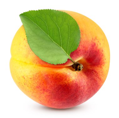 Kayısı ve kayısı yaprakları beyaz arka planda izole edilmiş. Kırpma yolu olan kayısı