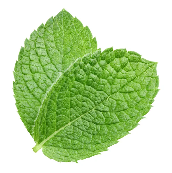 Composición de dos hojas de menta fresca — Foto de Stock
