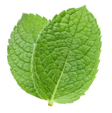 Beyaz arka planda iki nane yaprağı. Dosya kırpma yolu içeriyor.