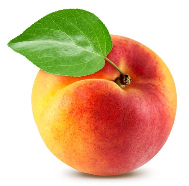 Kayısı. Kayısı toplama yolu. Beyaza izole edilmiş organik taze kayısı. Tam alan derinliği