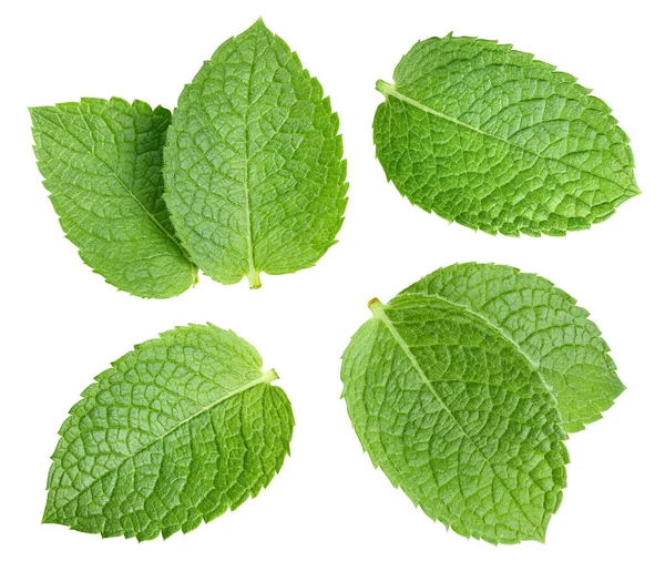 Mint Collection Clipping Path Organic Fresh Mint Leaves Isolated White — Stock Photo, Image