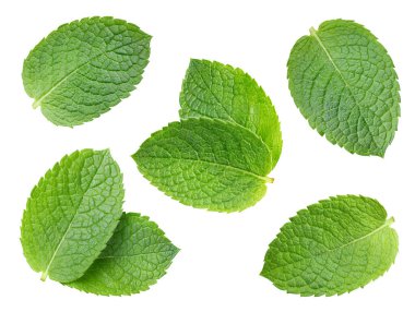 Collection mint isolated on white background. Mint leaf clipping path. Mint macro studio photo clipart